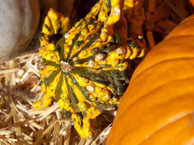 A face only a vegetarian could love.