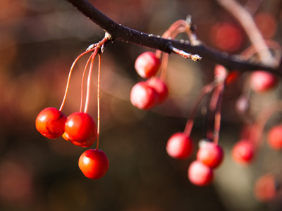 These must be inedible, or else SOME creature would be nibbling on them right about now.