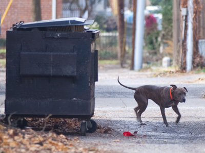I walk through this alley every day.  Well, maybe not today.