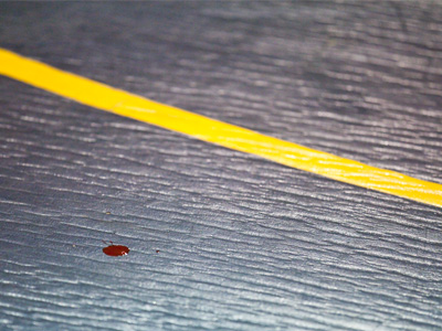 Tonight I learned about the `blood time out` in wrestling.