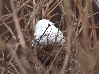 It`s rough being a bird in winter.