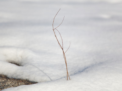 Winter is fleeting.  Weeds are forever.