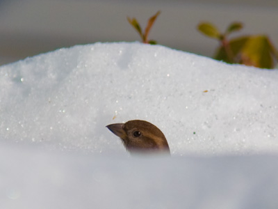 Unfortunately, he saw his shadow.