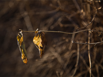 These leaves will never leave each other.