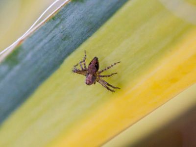 My only companion in the garden.