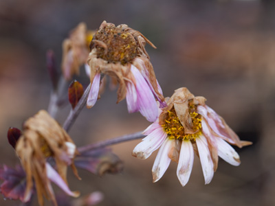 In the bleak midwinter.