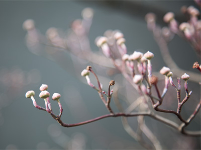 The ides of January.