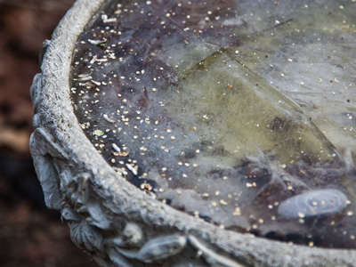 I planted some bird seed, but it didn`t grow a bird.