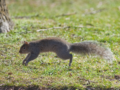 When the ground is cold, every squirrel is a flying squirrel.