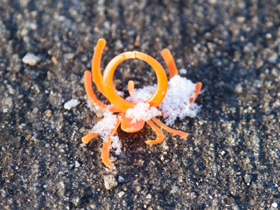 Many breeds of spiders do not live through the winter, but they have left behind their next generation in egg sacs.