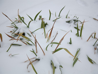 At least the snow ought to help next year`s corn crop.