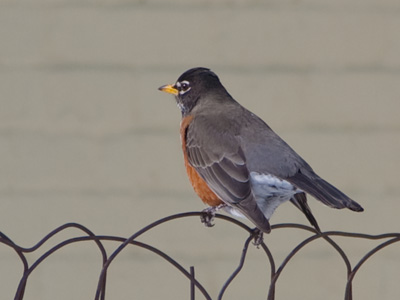 Winter is a difficult time for birds, and for photographers.
