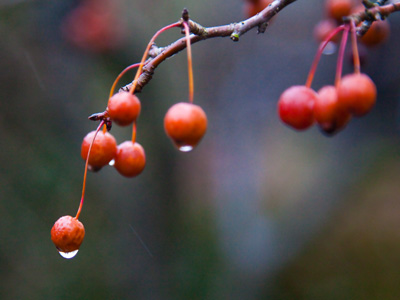 I didn`t intend to capture falling rain in this photo.