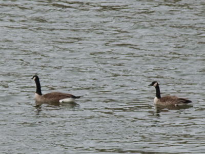 The ironic thing is that they migrate to Ohio to be warm.