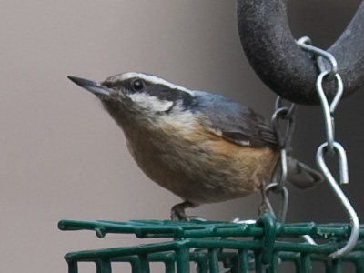 Besides the cardinal, I got this . . . whatever it is.