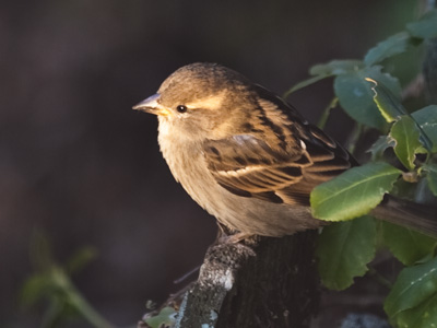 Sunset`s golden glow.