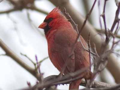 He sang the happiest song I`ve ever heard from a cardinal.