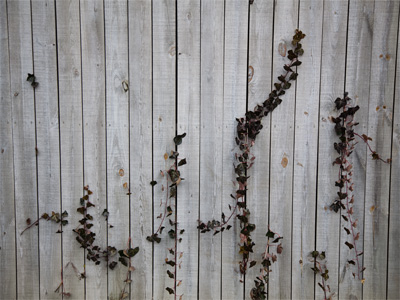 A bad picture, I agree, but they get worse.