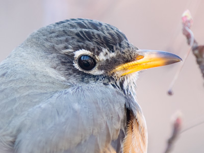 Well, I SUPPOSE the new camera will be satisfactory.