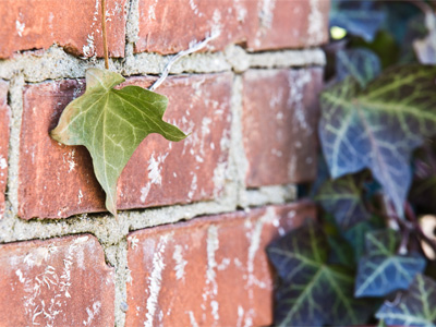 I walked past this leaf, but the voice told me to turn around.  I miss the voice.  I don`t hear it as often as I once did.