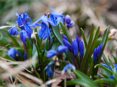 What`s left of spring.