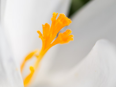 Looks like an egg yolk.