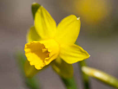I drove to a park eagerly this morning to take pictures of spring flowers, but found only a few shivering daffodils.