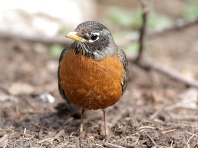 Robins hunt with their ears.  This one is listening for lunch.
