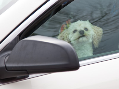 Barking a lot in the parking lot.