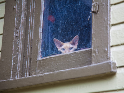 Get that cat a toupee.