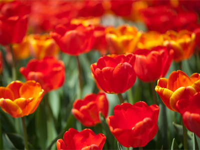 Thank you, gardeners.