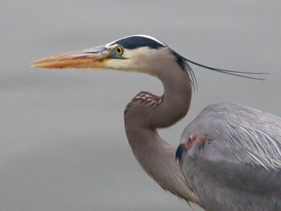 This isn`t a goose, so they left it alone.
