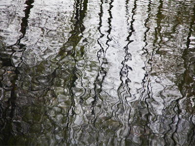 Trees reflected in the water, in case you didn`t know.
