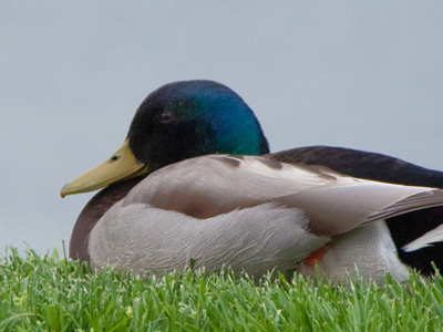 Too relaxed to quack.