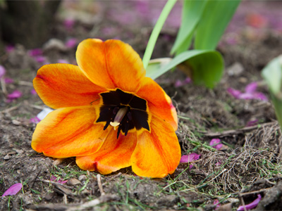 And the sun and showers will help you through the lonesome, struggling hours, till you raise to light and beauty virtue`s fair, unfading flowers. PAUL LAURENCE DUNBAR