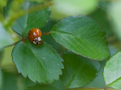 Beasts in the backyard.