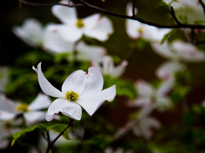 Wavering ghosts on a dark afternoon.