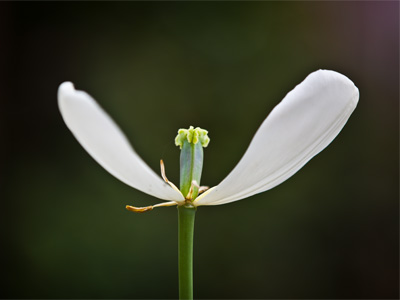 I believe I can fly.