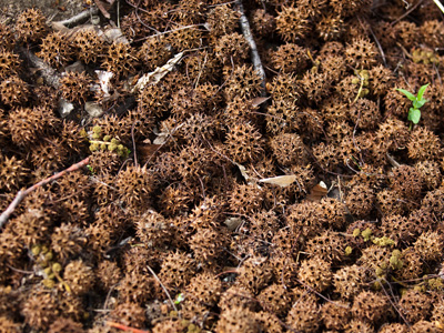 They`re good with milk and a little brown sugar.