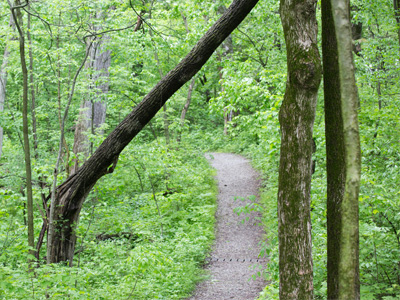 What are the chances it will fall the rest of the way just as I walk underneath it?