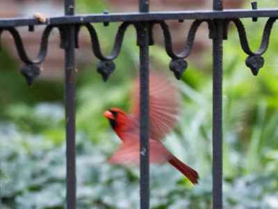 I know why the caged bird sings. PAUL LAURENCE DUNBAR