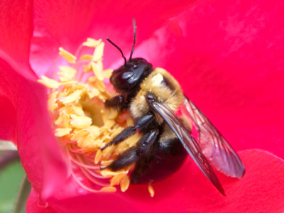 Oh, to be a bee!  [O2BAB]