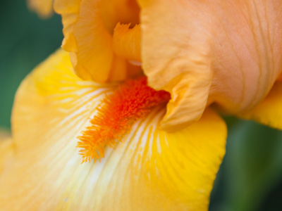 Where Cheetos come from.