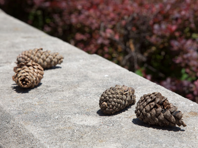 On a hot day like this, I could go for a nice cone.