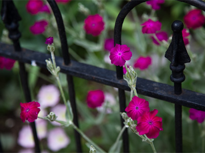 June showers bring June flowers.