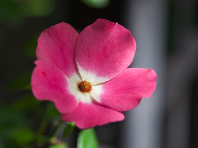 The streets are pink with June, to badly quote Emily D.