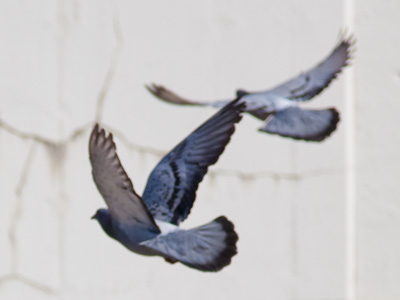 An appropriate image for this month of weddings, although white doves would have been better.