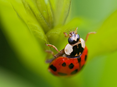 It`s Bug Day.  Did you get the notice in the mail?