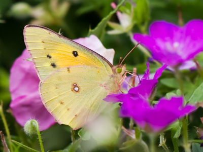 While I methodically took single images, a photographer nearby fired off dozens of shots on high speed shutter.  Whatever . . . he`ll just have to edit through them all later.