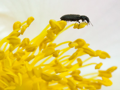 And there was yet another photographer in the park, chasing a small child with her camera, ringing a bell and shouting baby talk.  Preserve me from any kiddie photos.